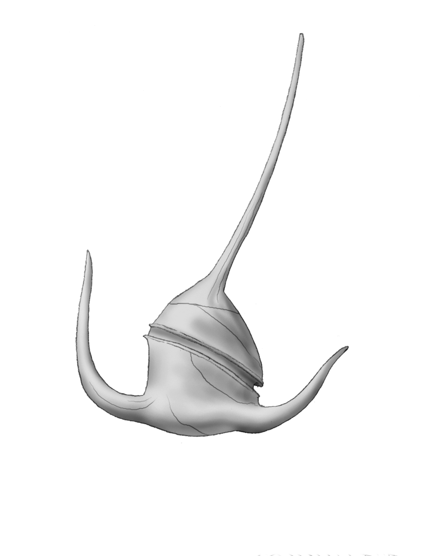 Dictyocha speculum